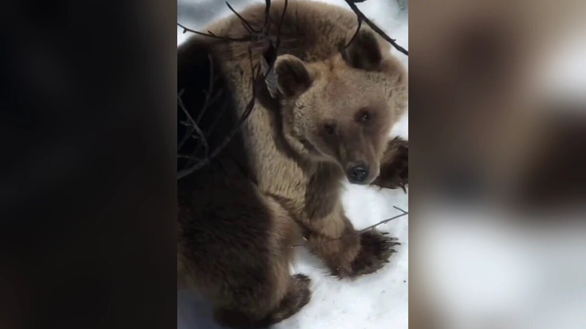    Фото t.me/sochitypical