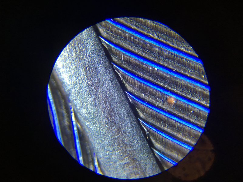 Перо попугая под микроскопом. Фото с ресурса https://www.darwinmuseum.ru