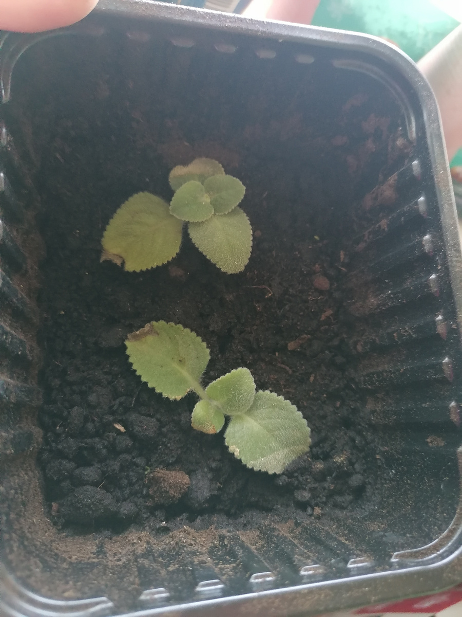 Мята с Тургояка 