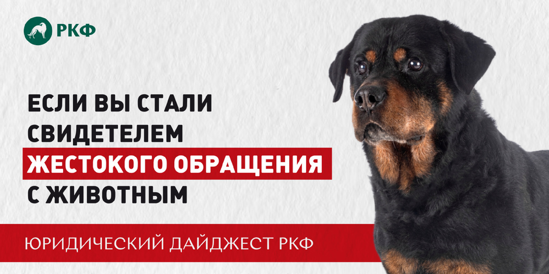 Что делать, если вы стали свидетелем жестокого обращения с животным