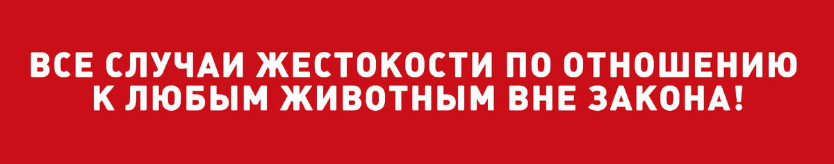 Что делать, если вы стали свидетелем жестокого обращения с животным / Юридический дайджест РКФ 