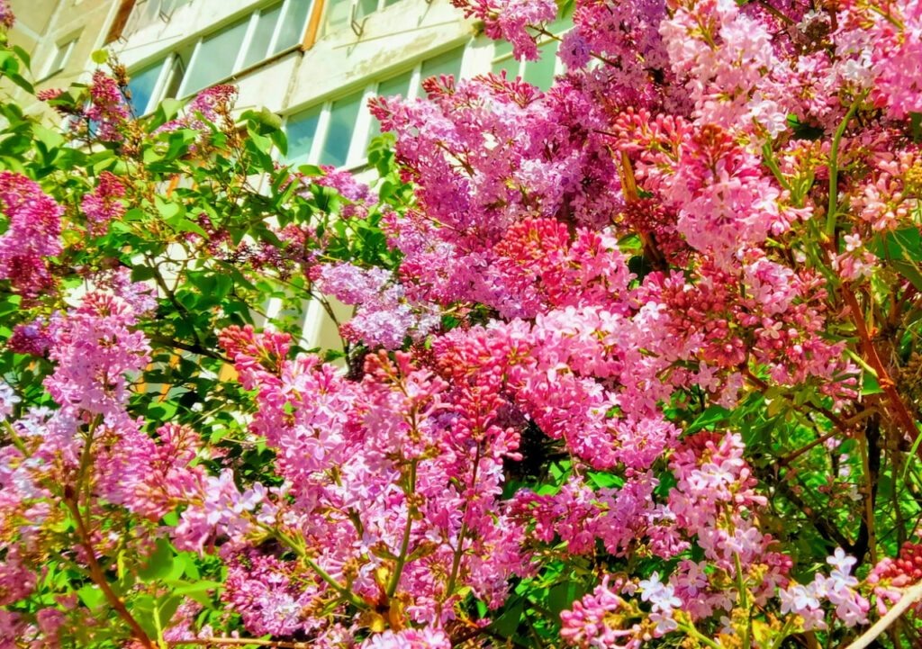    Анастасия Петрова