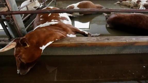    Перестраховка местной власти или игра в пользу агрокомплексов-гигантов? Мясо «позолотеет»?