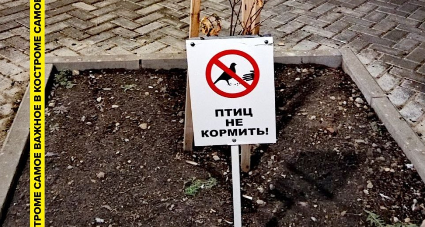    Фото: Самое важное в Костроме