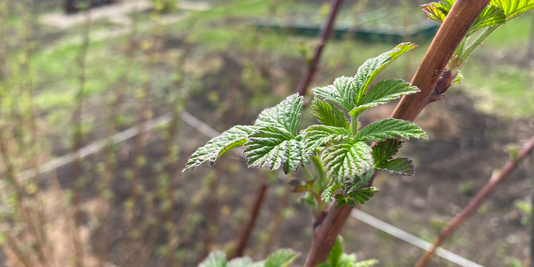 Уход за малиной весной после зимы для начинающих пошагово