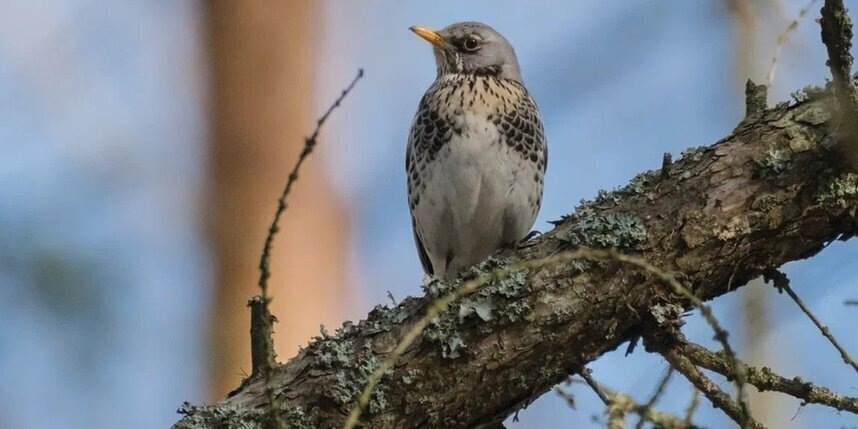    Алёна Бобрович