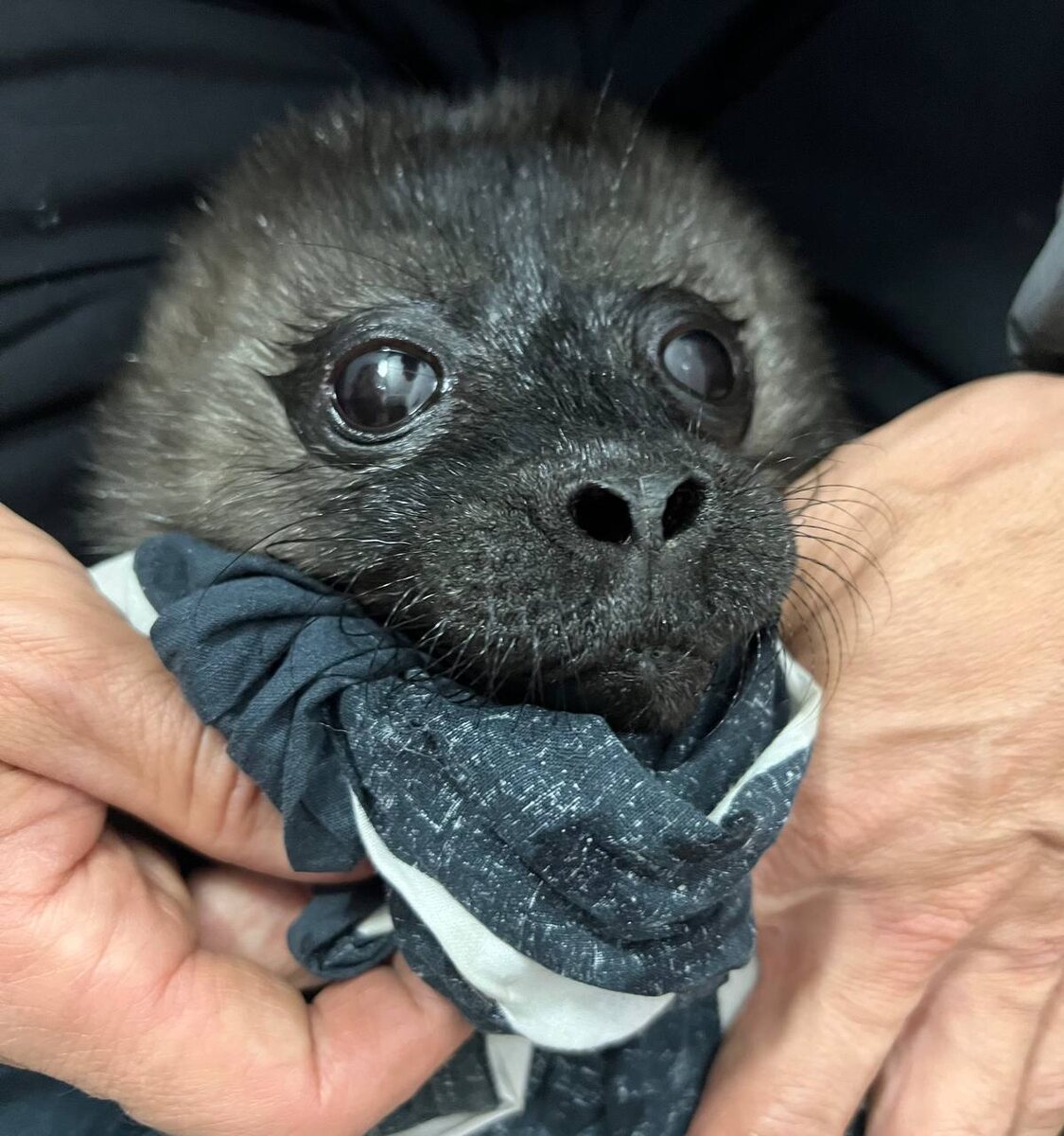    Фото: Фонд друзей балтийской нерпы/"Телеграм"