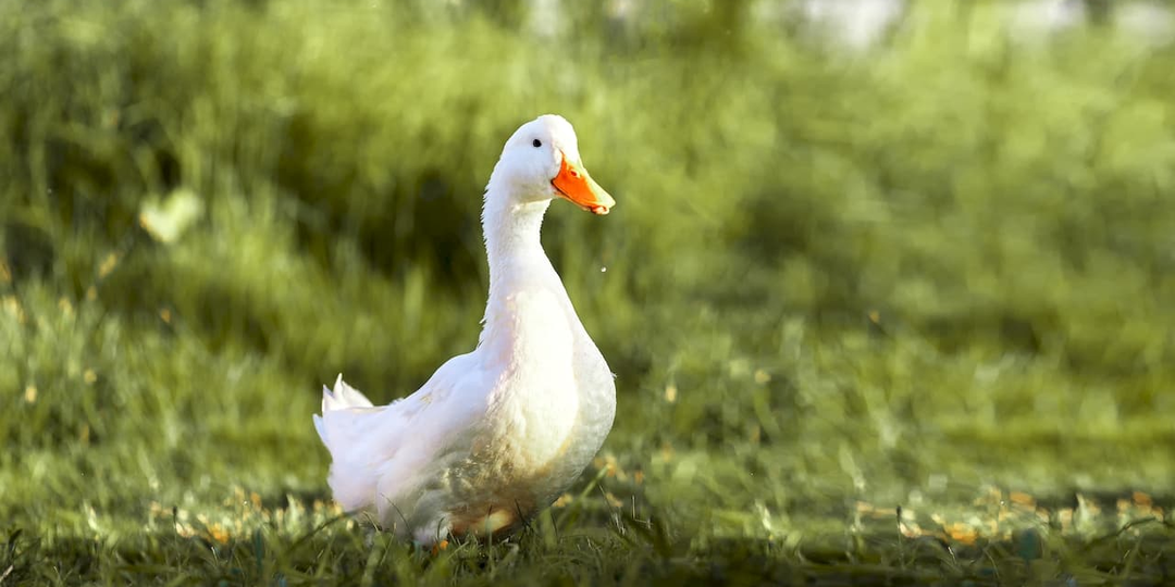 Чем кормить уток в домашних условиях и на ферме