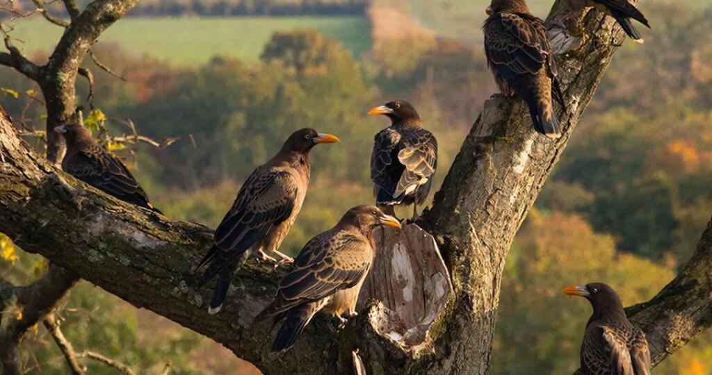 Грачи прилетели.