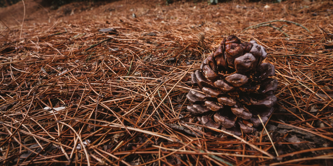 Шишки и иголки: природные помощники дачников для создания идеального сада