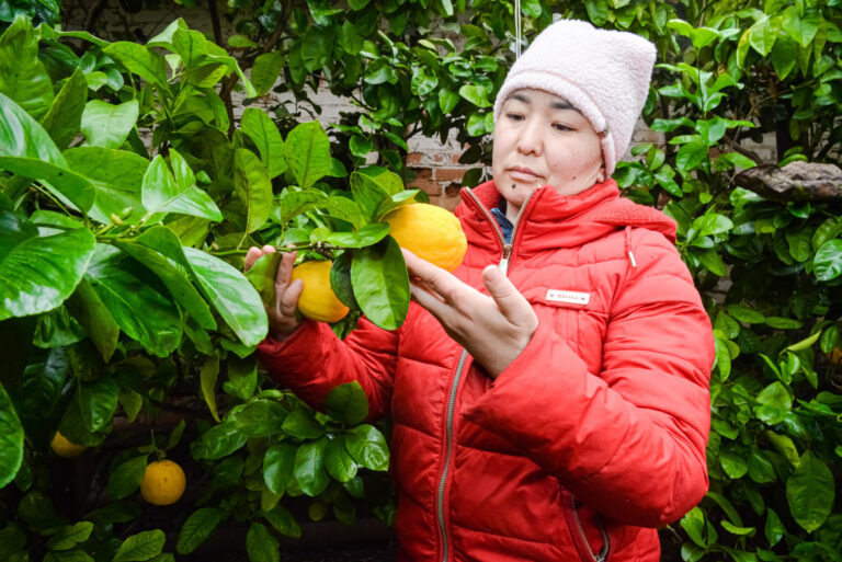    В оренбургской теплице выросли килограммовые лимоны Оренбуржье