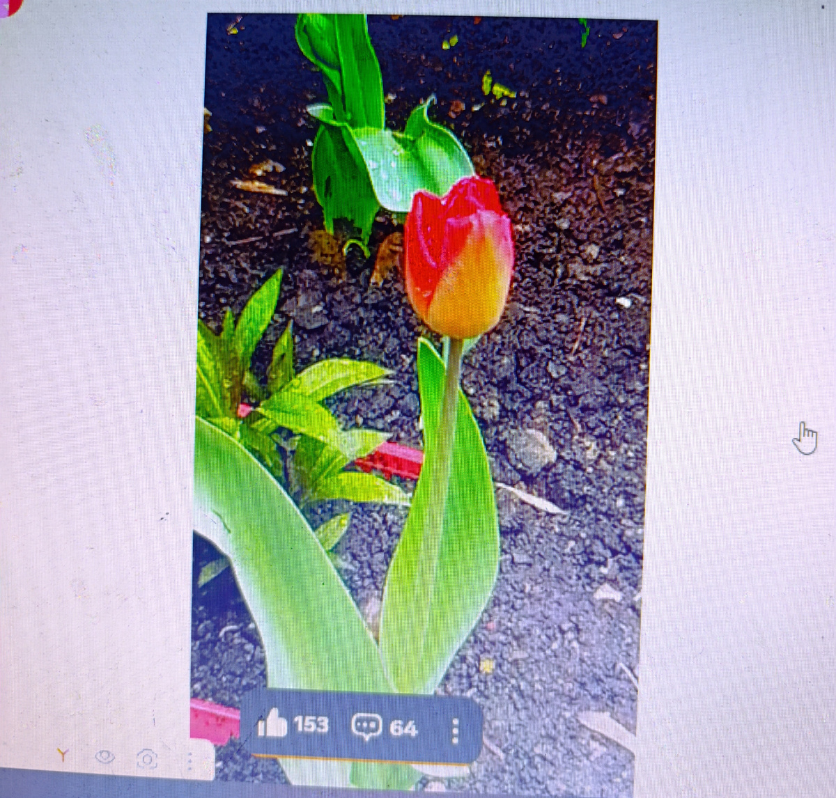 1 мая все цветет и пахнет.фото Эльвиры Ш.