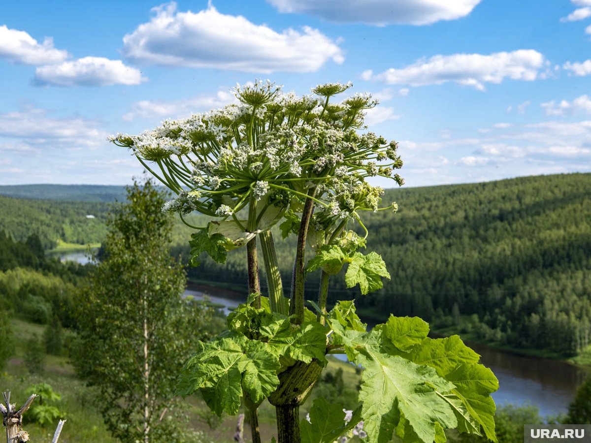     Если владелец участка не будет бороться с борщевиком на участке, его будут штрафовать