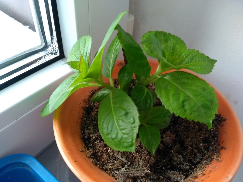 Спустя три недели куст зазеленел