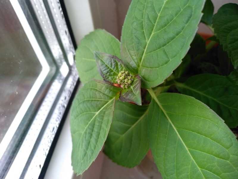 Через месяц после внесения куста в тепло