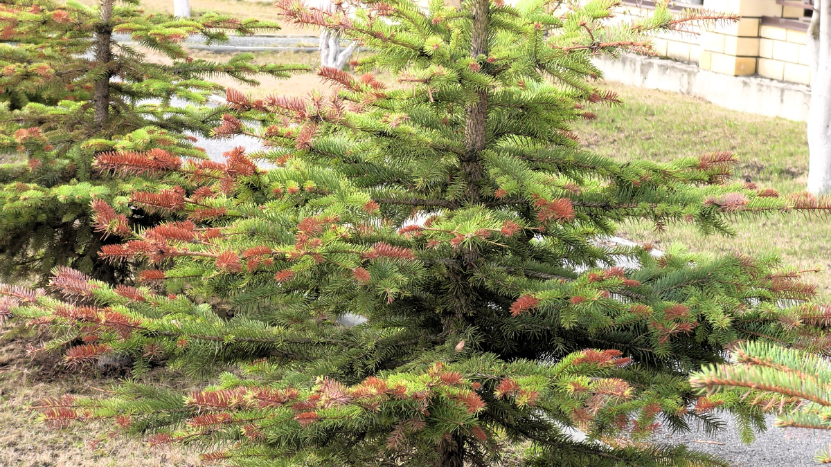 На фото обгоревшая ель у соседей, но с туями происходит примерно так же