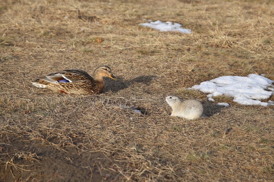   ИВАНОВА Диана