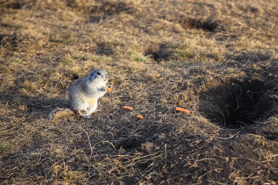   ИВАНОВА Диана