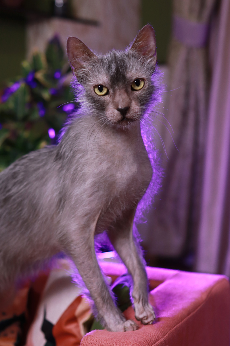 Арни позирует, Арни ждёт. 