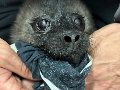    Фото: Спасение тюленей / ВК