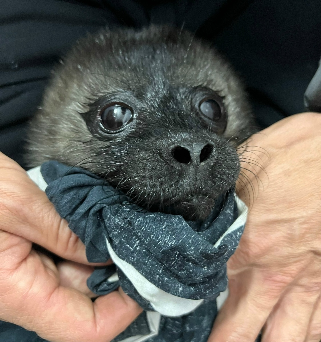    Фото: Спасение тюленей / ВК