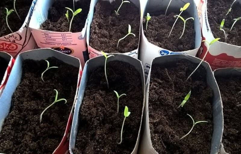 Как избежать вытягивания рассады.