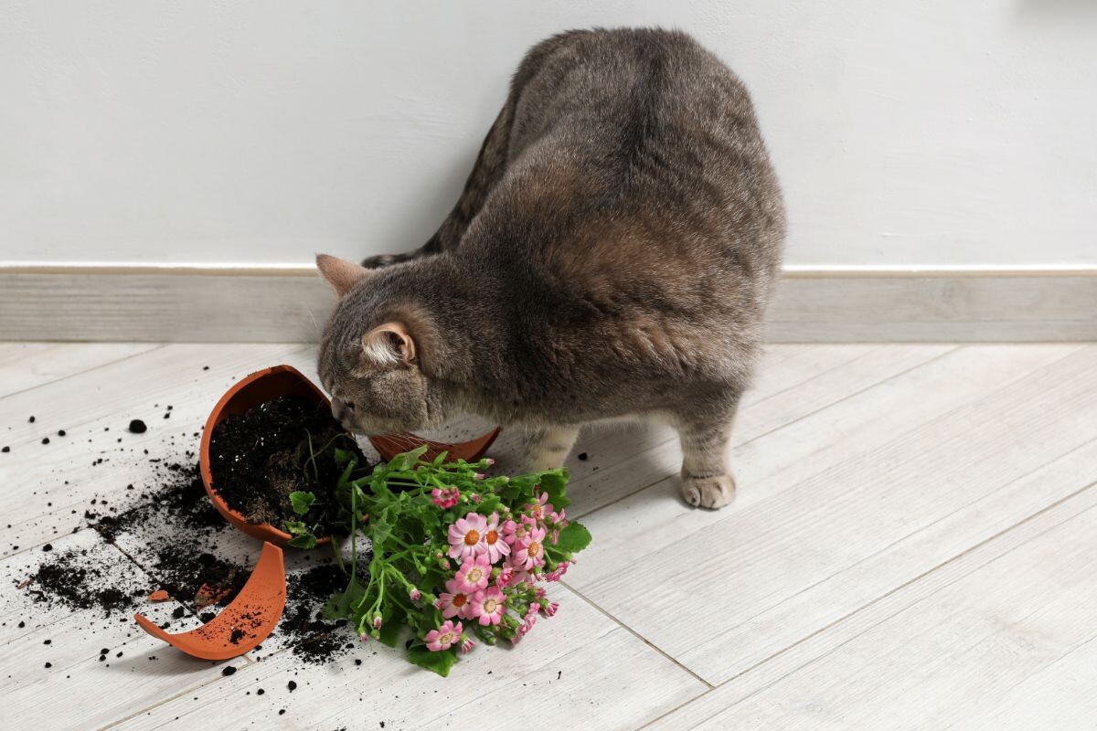 Кот разбил горшок с цветами 