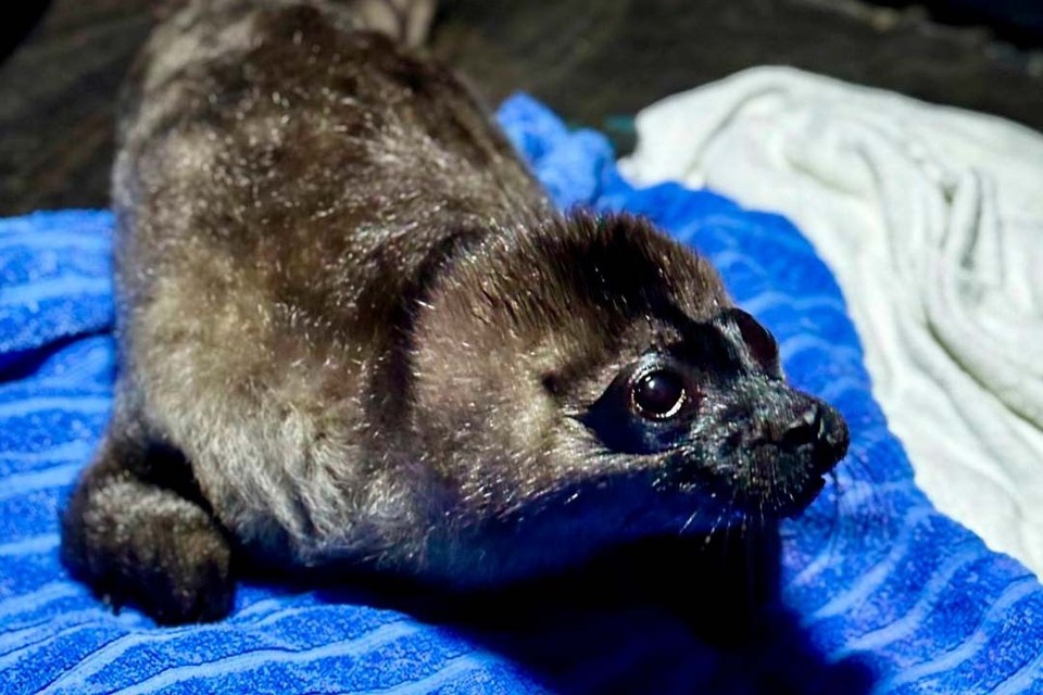    Ожидалось, что первый пациент поступит гораздо позже. Фото: «Водоканал»