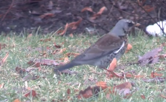    © Парк Монрепо