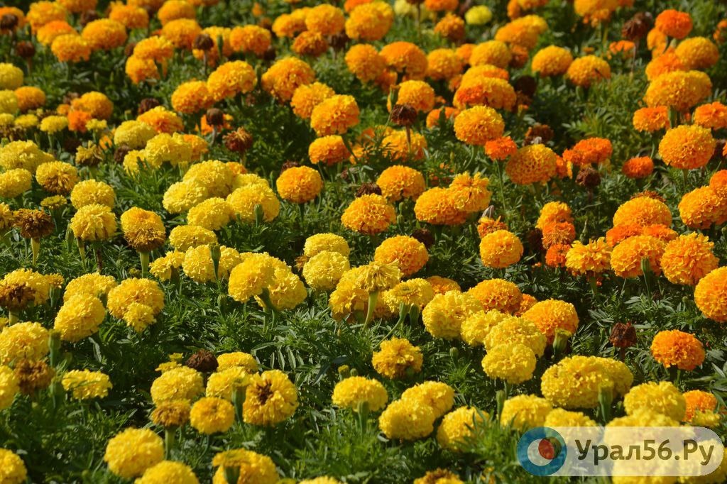    На набережной Урала в Оренбурге установят цветочные кашпо с автополивом за 8,2 млн рублей