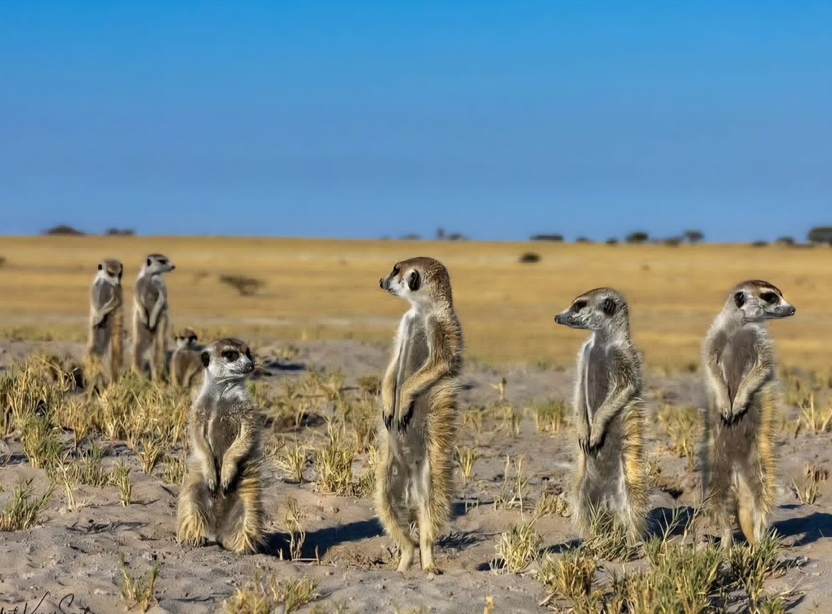 Сурикаты-часовые на страже колонии