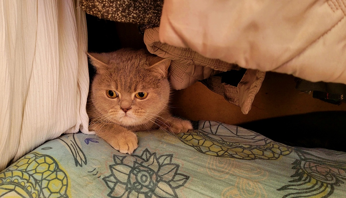 Красотка Бетти в шкафу