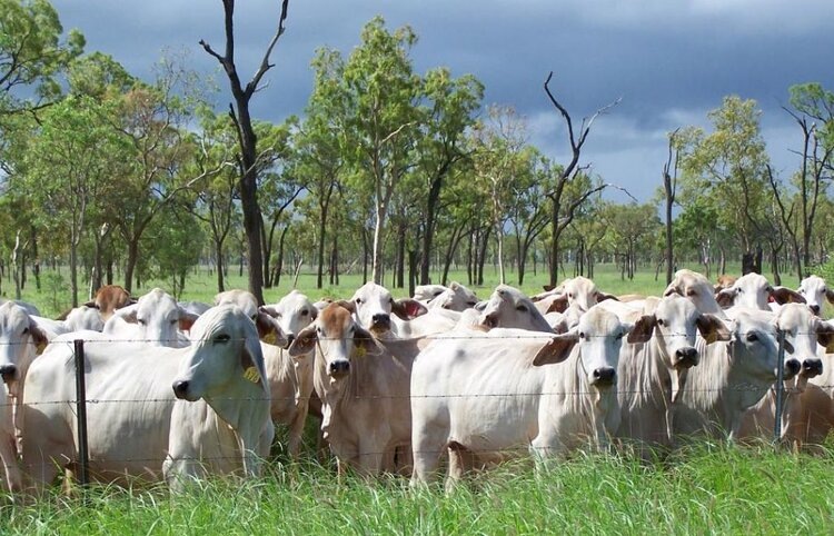    Фото: Geoffrey Fordyce