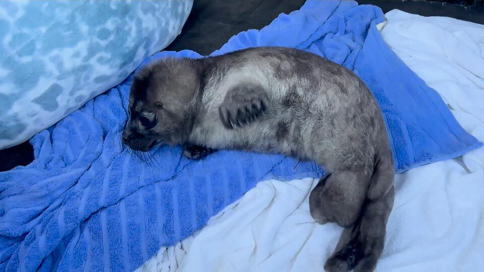 Прохожий спас от смерти новорожденную нерпу в Карелии