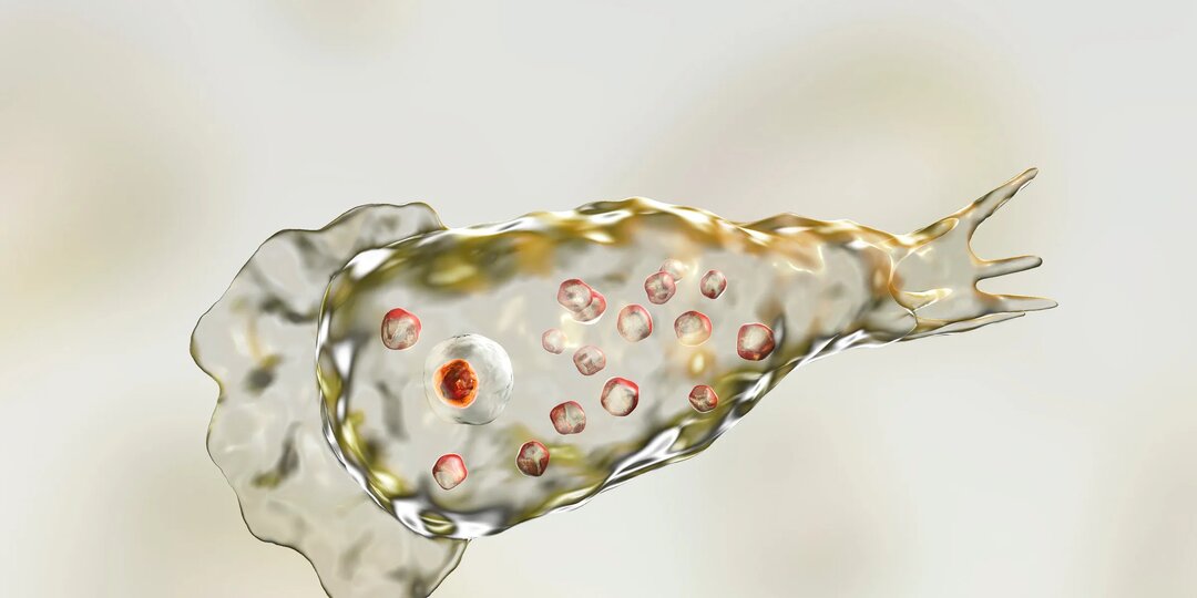 Как не подцепить амёбу, поедающую мозг, на курортах Юго‑Восточной Азии: практические советы