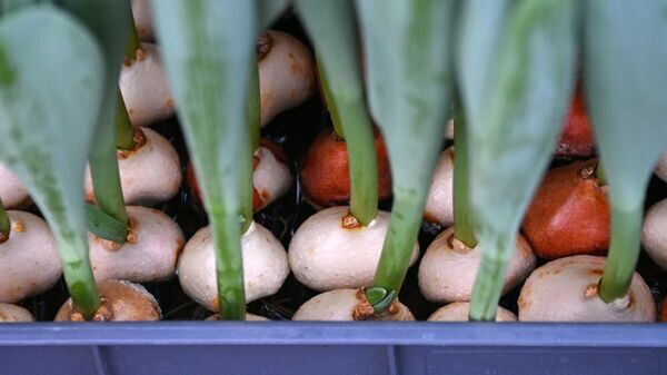    © Sputnik / Виктор Толочко