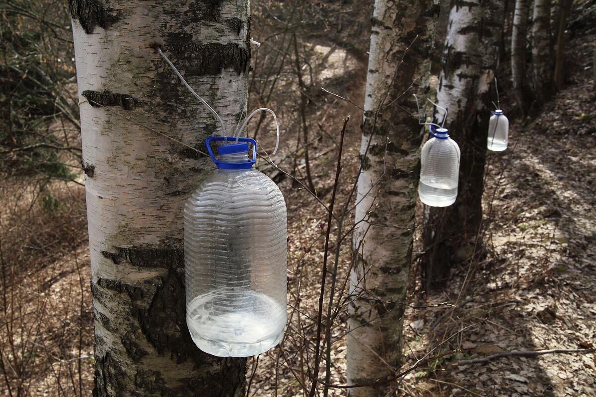  Сбор березового сока. © Усманов Замир / ТАСС