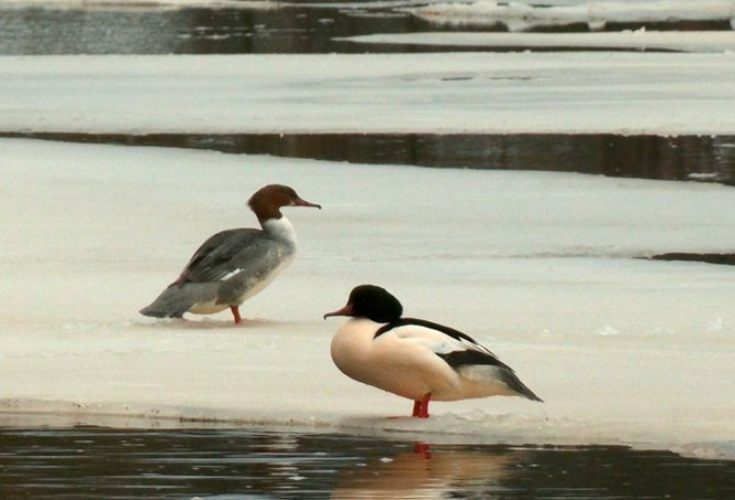 фото: Каждой твари по паре / Павел Глазков