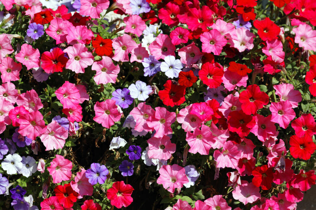    pink, red, white and violet flowers in garden Журналист