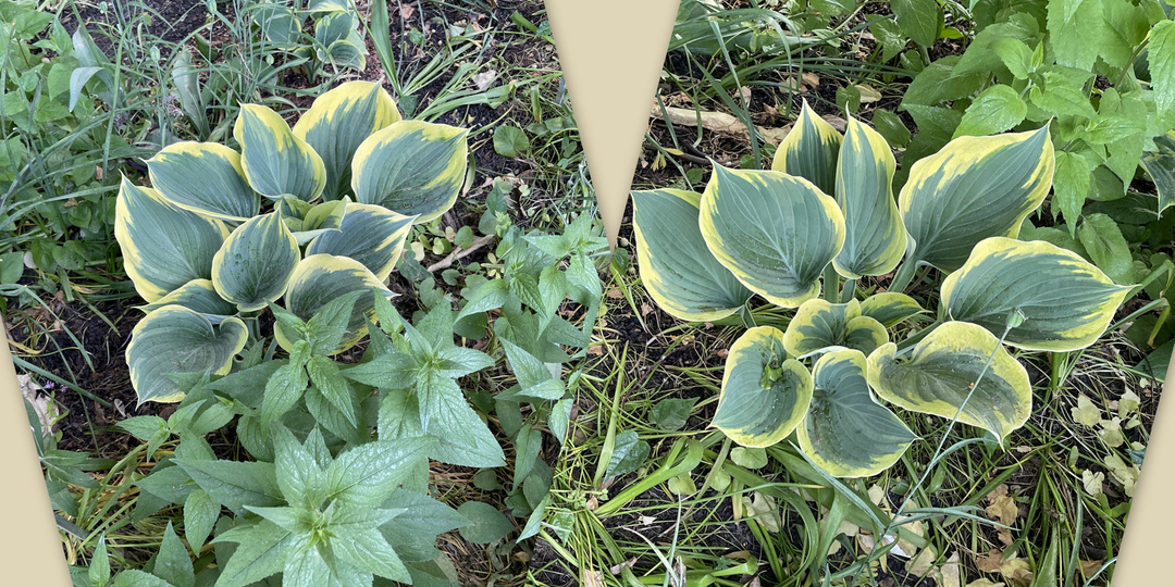 Не верь глазам своим или поищем различия в хостах Sagae и Forest Fire