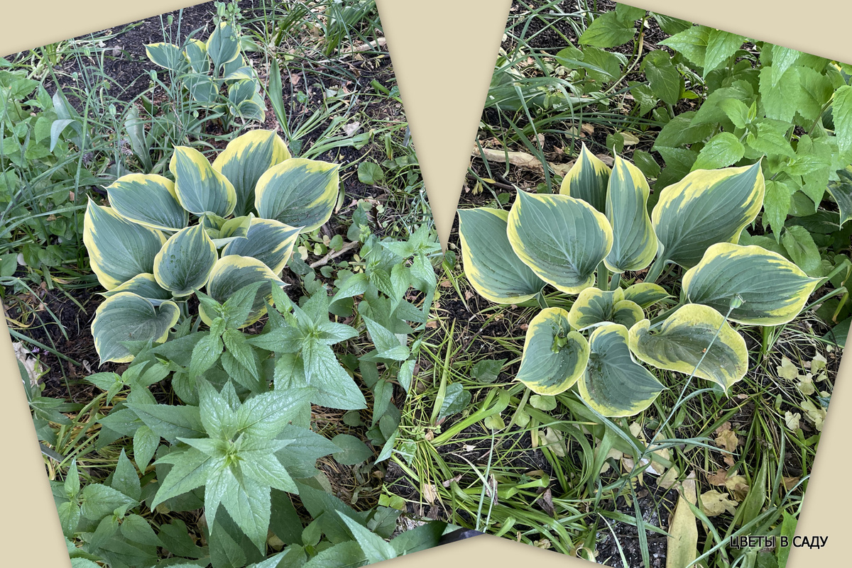 Две хосты в Аптекарском огороде 'Clifford's Rorest Fire' и 'Sagae'