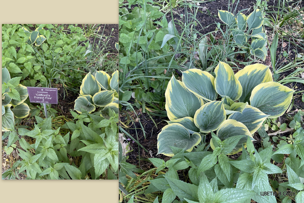 Хоста  'Clifford's Rorest Fire' в Аптекарском огороде 