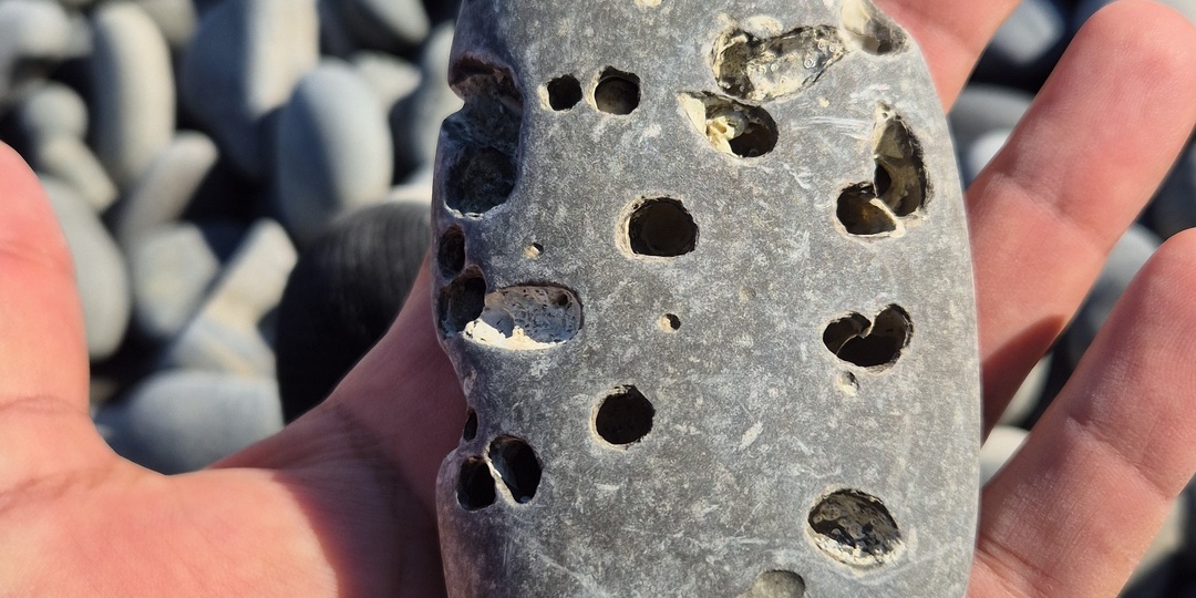 🧀 Тайна «сырных» камней: кто живёт внутри?