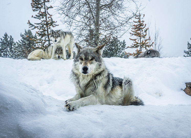 Поедают оленей пачками. Якутия снова объявляет войну волкам