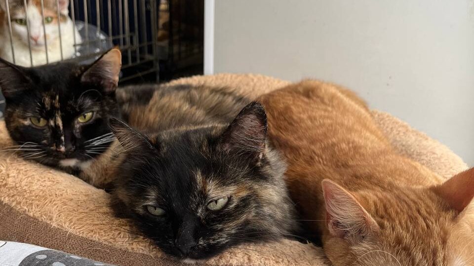 Начинаем эту рабочую неделю с обзора предстоящих трат. Ну а куда без этого?🤷‍♀️