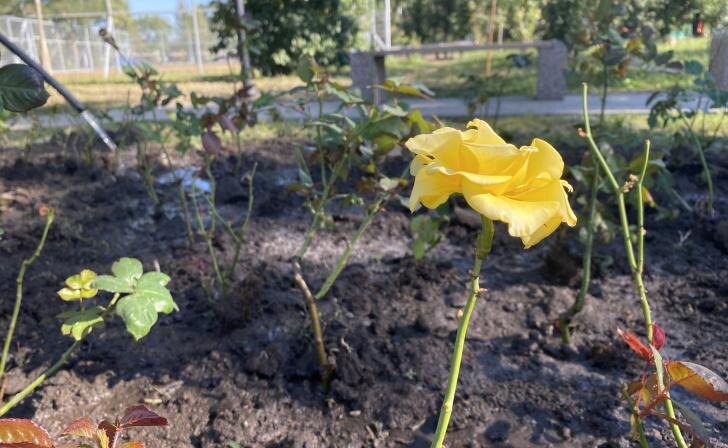    фото Курские известия