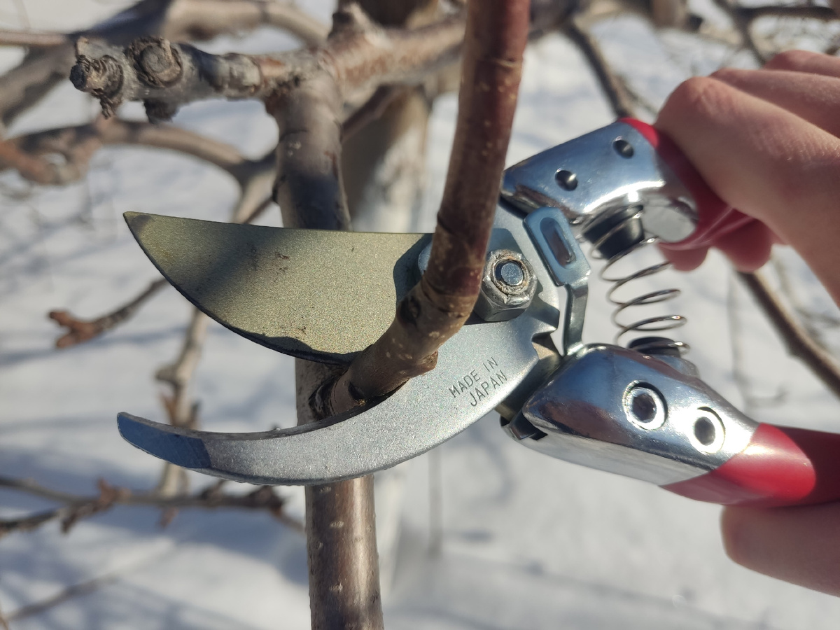 Секатор способен "взять" ветки диаметром до трёх сантиметров
