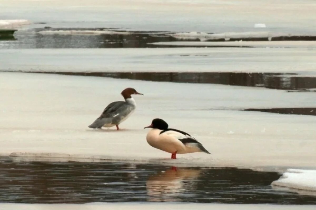    В Сестрорецке заметили зубастых уток с длинными клювами
