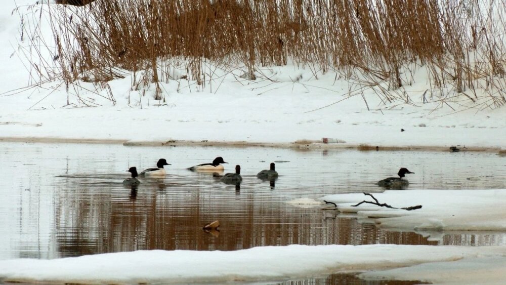    Фото: Каждой твари по паре / Павел Глазков/ Каждой твари по паре / Павел Глазков
