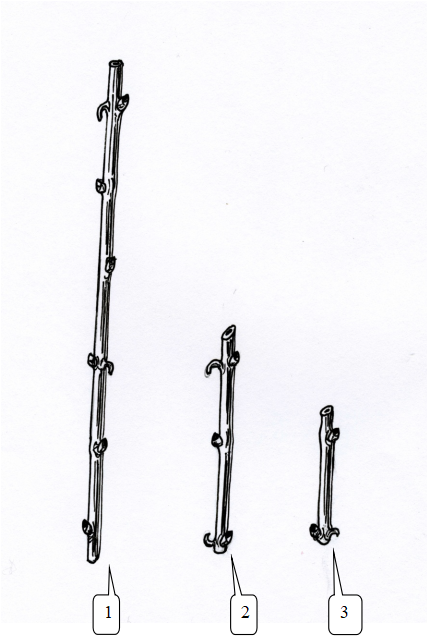 Рис.1 Нарезка лозы на укороченные черенки.
1.Лоза. 2.Трехглазковый черенок. 3.Двухглазковый черенок.